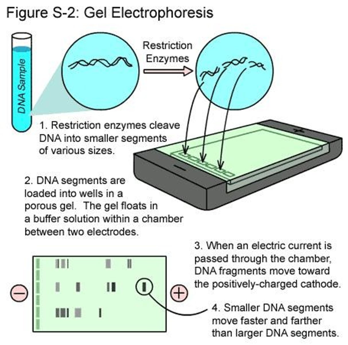 <p>Technique to separate DNA fragments using electric current.</p>