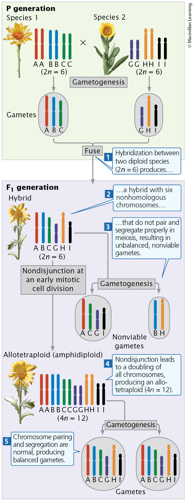 <p>The chromosome sets are from two or more species</p>
