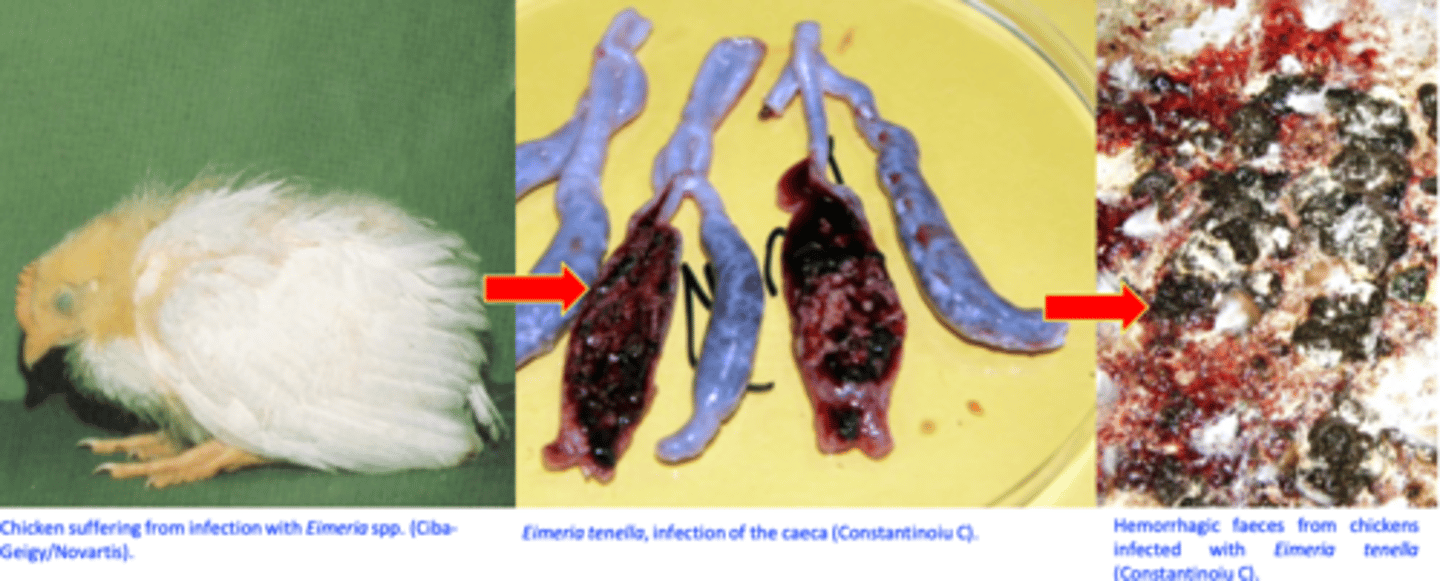 <p>Severe cases common in chickens 3-6 weeks old</p>