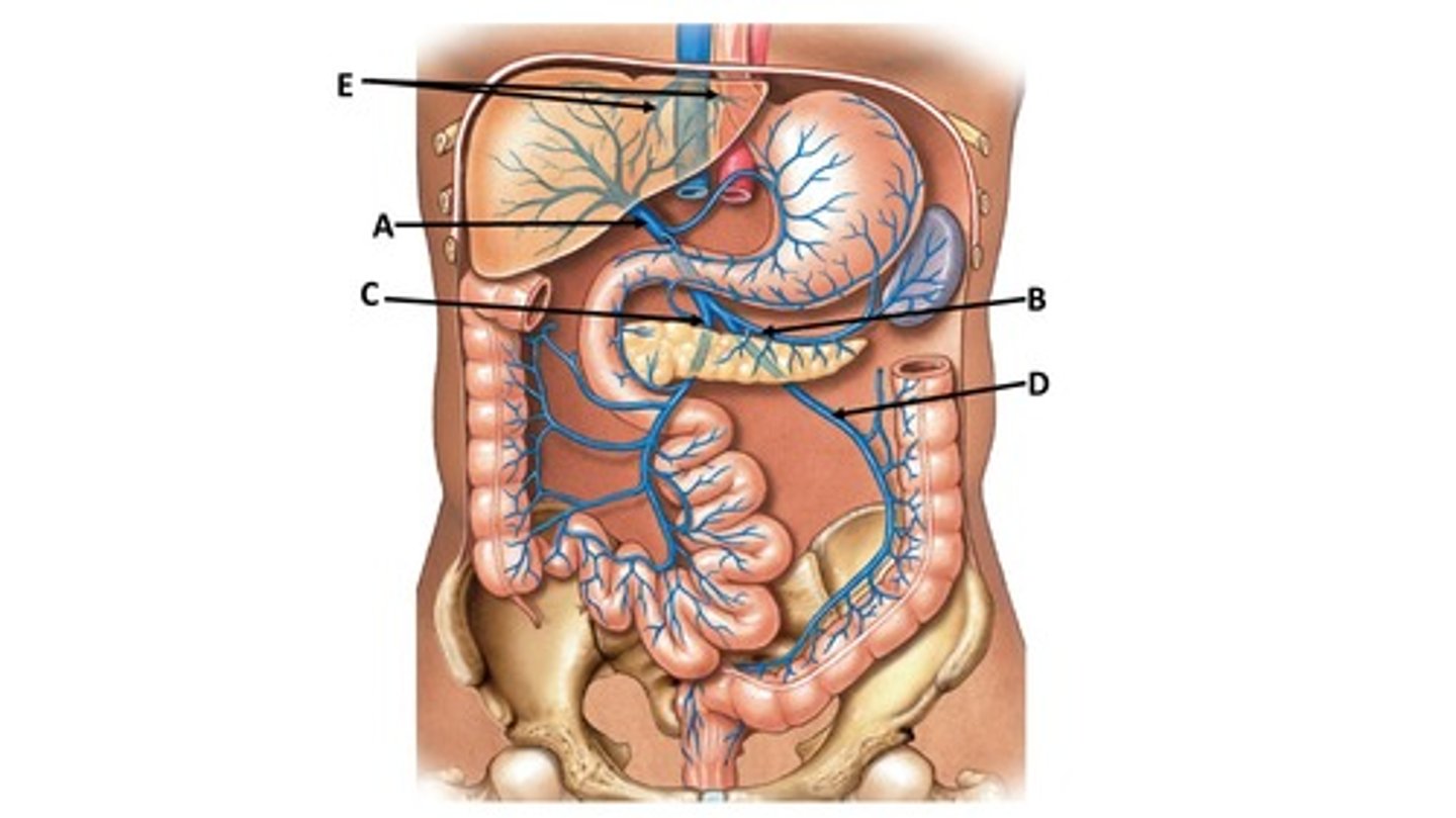 <p>C</p>
