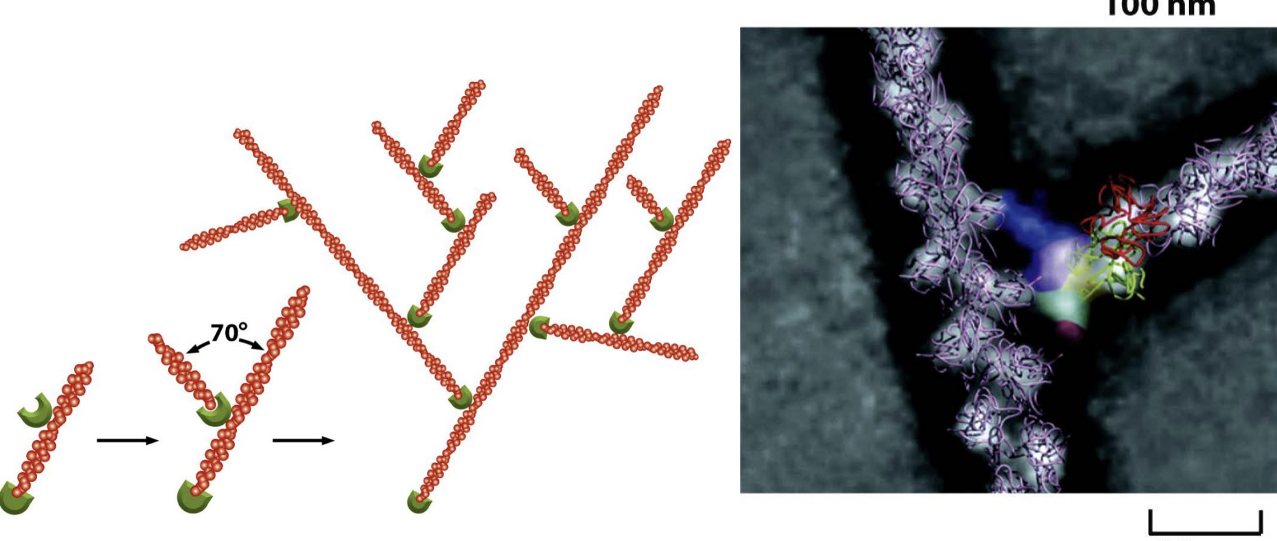 <ul><li><p><strong>starts the growth of a new actin filament</strong> at about a <strong>70-degree angle</strong> from the original filament.</p></li><li><p>This <strong>branching pattern creates a dense, treelike network</strong> of actin filaments.</p></li></ul><p></p>