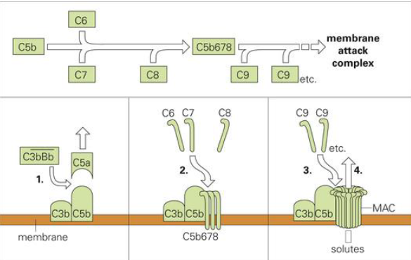 <p>MAC: membrane attack complex</p><p>C3bBb makes C5a leave (later forms complex with C3a)</p><p>C3b and C5b left, recruit C6-8 then C9</p><p>creates hole</p>