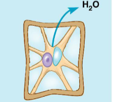 <p>plant cells in hypertonic solution, examples</p>