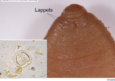 <p>horse tapeworm</p>