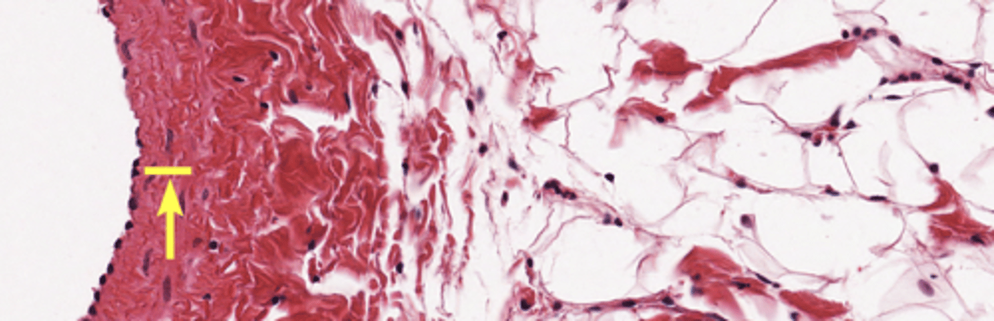 <p>Middle layer of vein</p>
