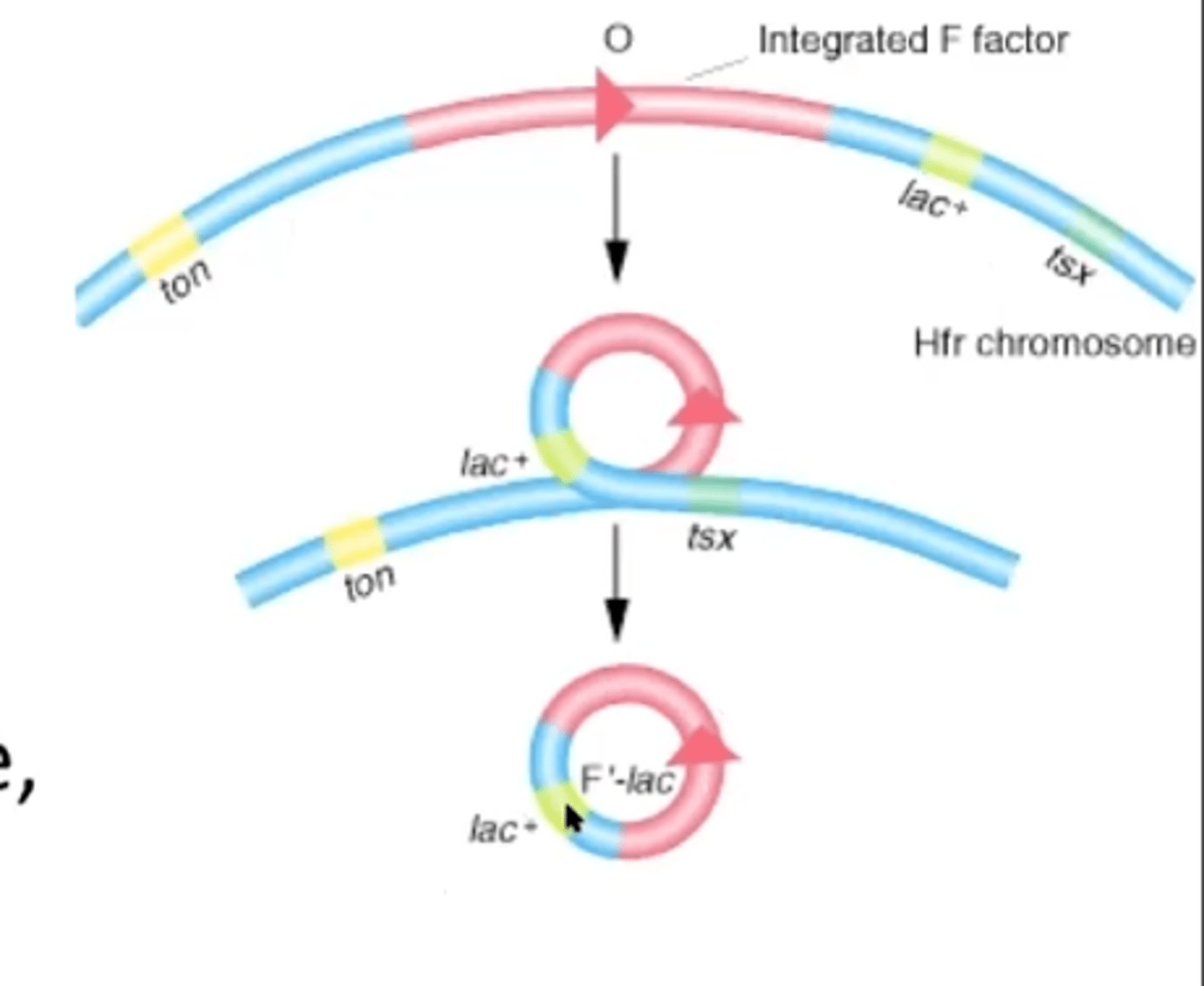 <p>F' plasmid can have other genes from the chromosome that are not usually donatable</p>