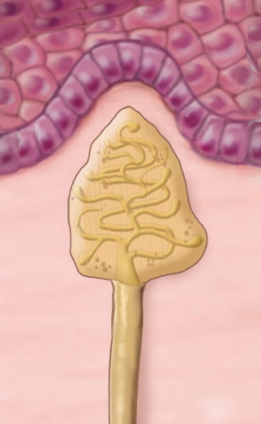 <p>textures, shapes</p>