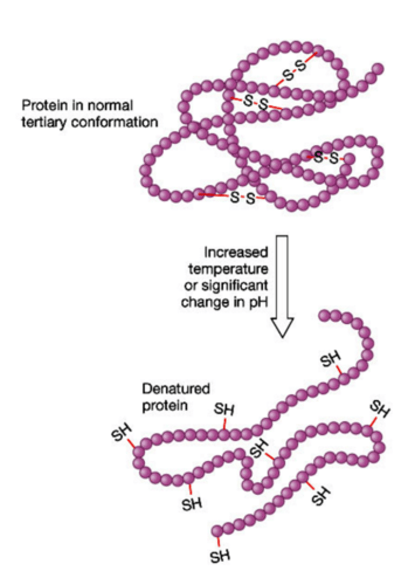 <p>Enzyme/Substrate Concentration<br>pH<br>Temperature<br>Inhibitors</p>