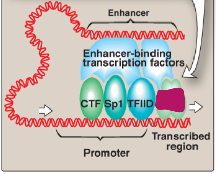 <p>Label this section of the core promoter site.</p>