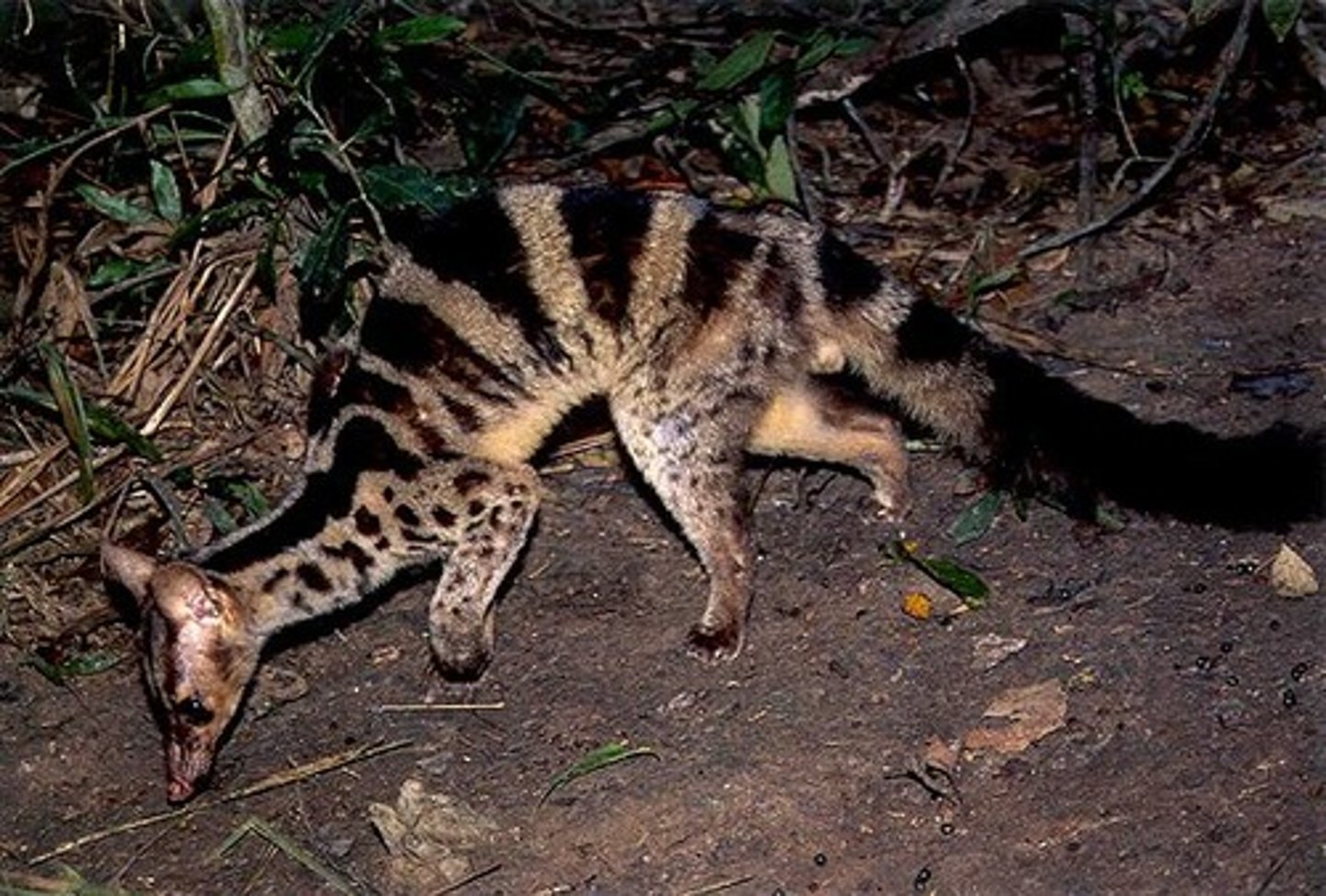 <p>small, nocturnal. long bodies and tails</p>