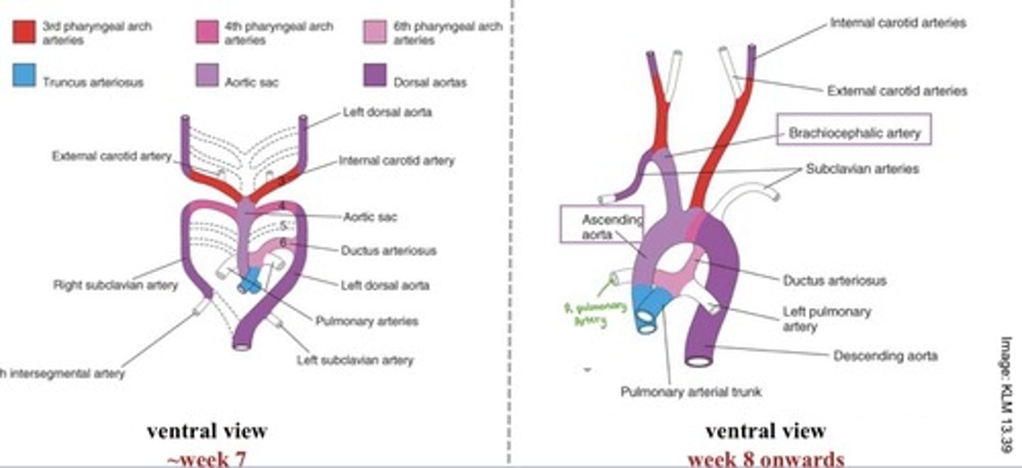 <p>3rd = proximal aspect of internal carotid artery + common carotid artery (both sides)</p><p>4th =</p><p>- R = proximal segment of right subclavian artery</p><p>- L = arch of aorta between L common carotid and L subclavian</p><p>6th =</p><p>- R = degenerates &amp; proximal = R pulmonary artery</p><p>- L = proximal = L pulmonary artery + distal = ductus arteriosus</p>