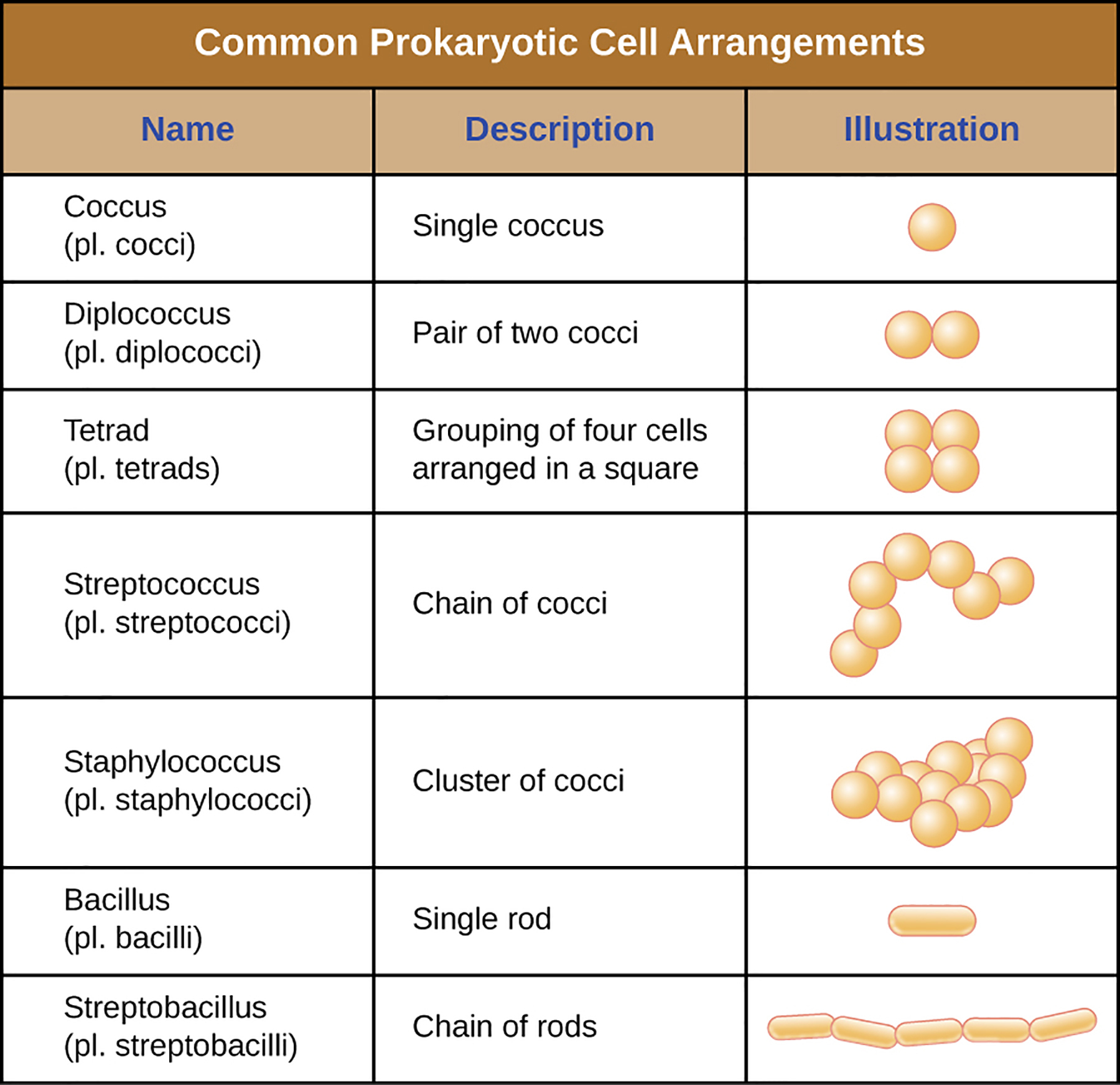 <p>what is a prokaryotic arrangement?</p>