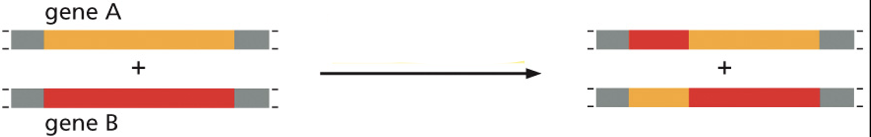 <p>segments of DNA within or between genes are rearranged, creating new combinations of exons</p>