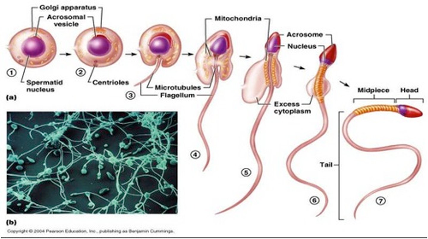 <p>Transformation of spermatids into spermatozoa</p>