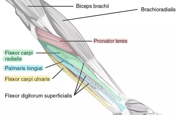<p><span>-flexor carpi radialis </span><br><span>-palmaris longus</span></p>