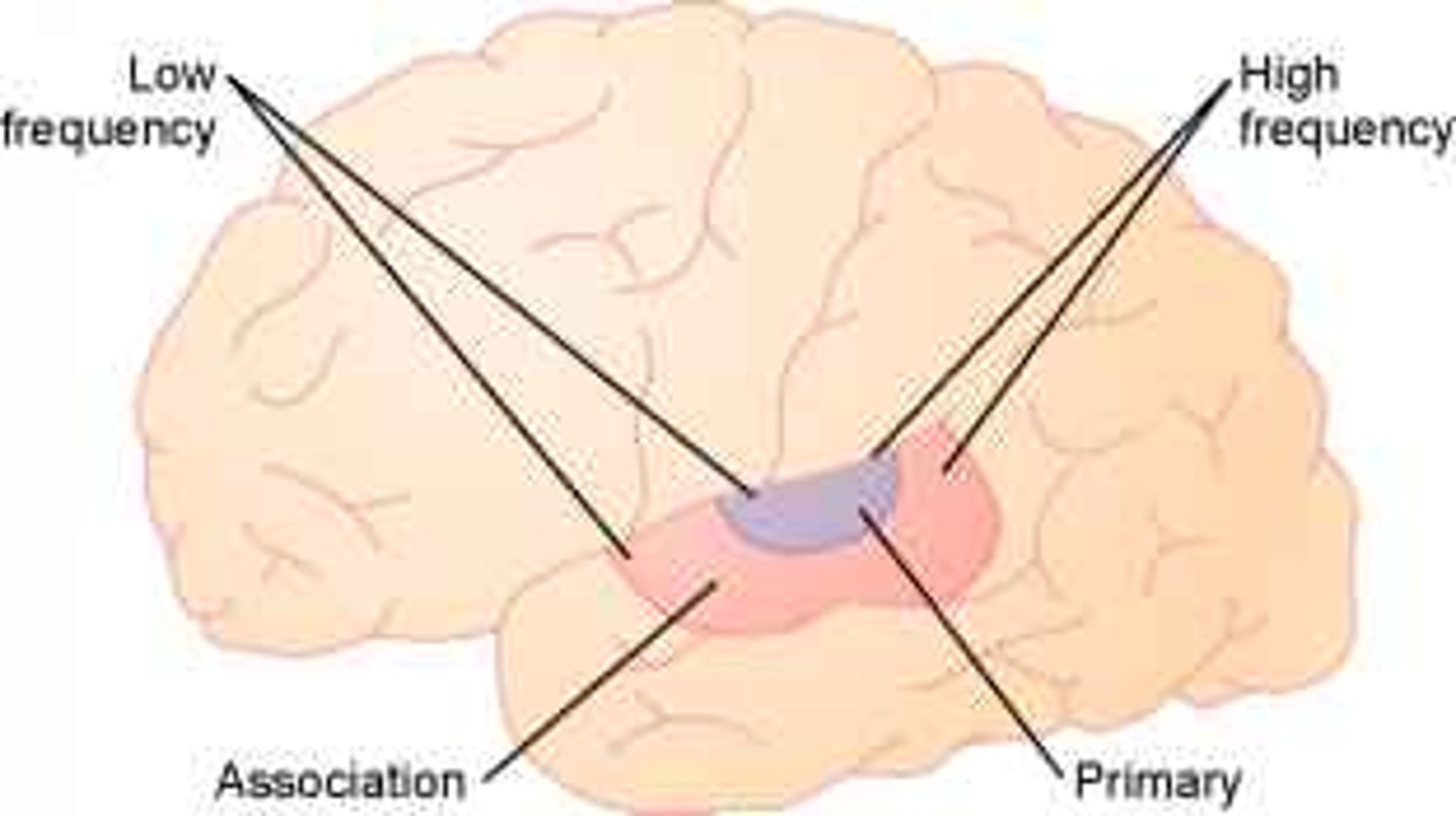 <p>- na powierzchni zakrętów skroniowych poprzecznych</p><p>- odbiera informacje słuchowe z obu uszu</p><p>- zaburzenia słuchu</p>