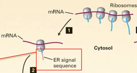 <p>ER-signal sequence on the n-terminal of the protein, once emerged, will guide the ribosome-mRNA-nascent peptide complex to the ER</p>