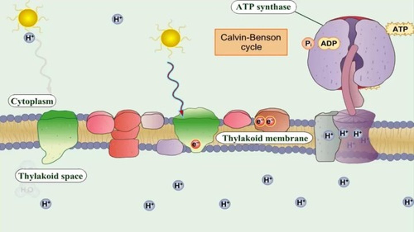 <p>The process of generating ATP from light energy during photosynthesis.</p>