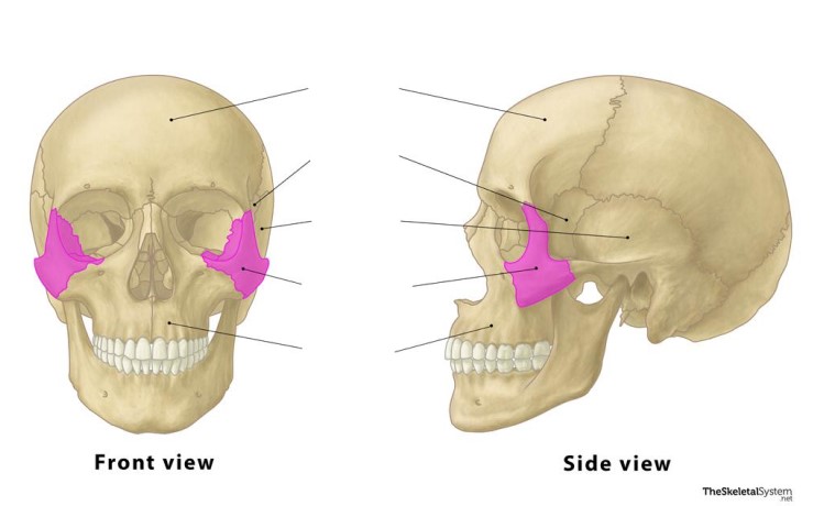 <p>These bones are the ________ bones.</p>