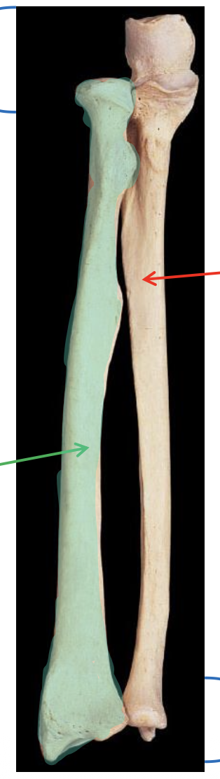<p>In this image of the antebrachium, name the highlighted bone</p>