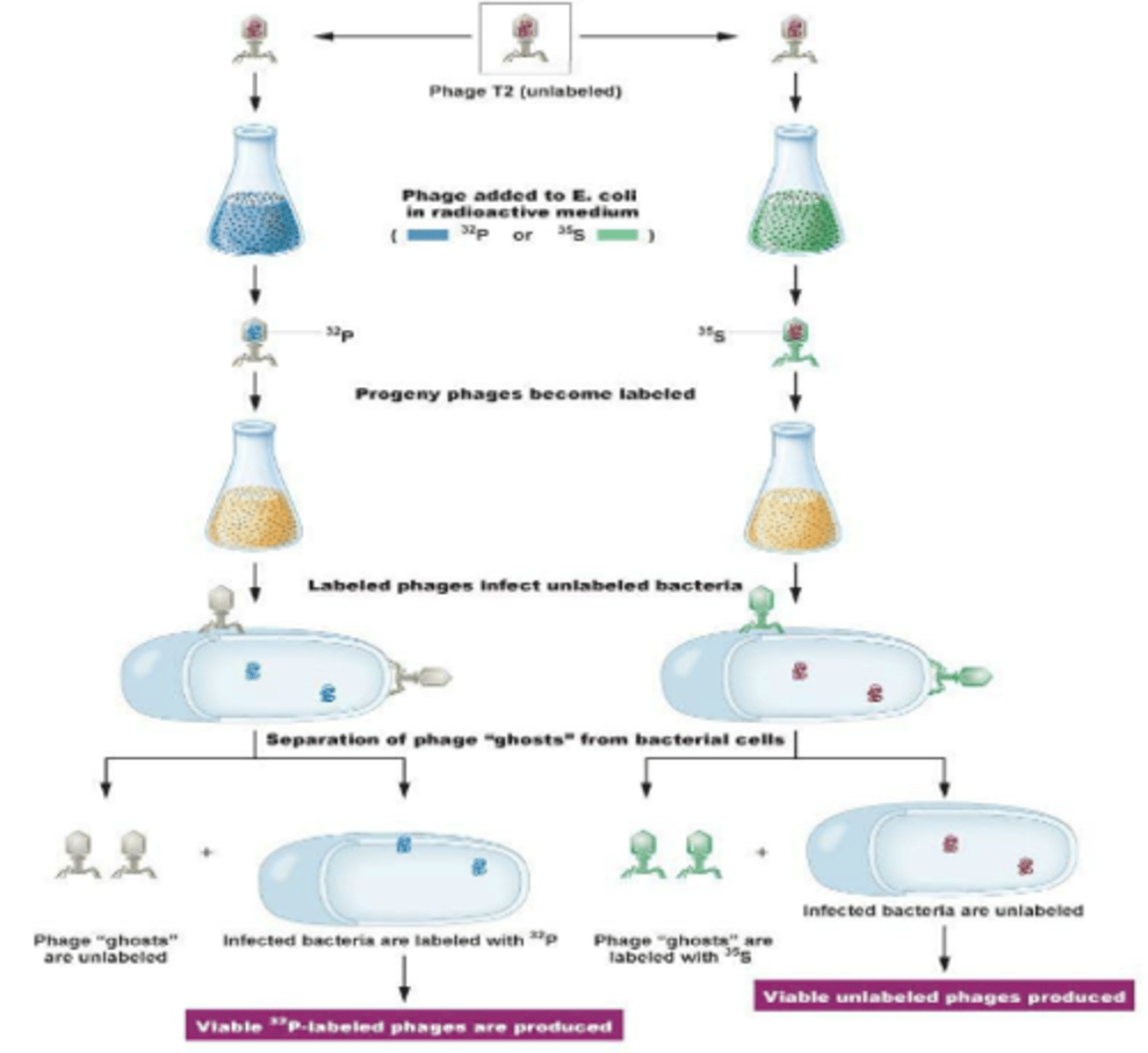 <p>The experiment demonstrated that DNA, not protein, was the genetic material encoding characteristics of a cell.</p>