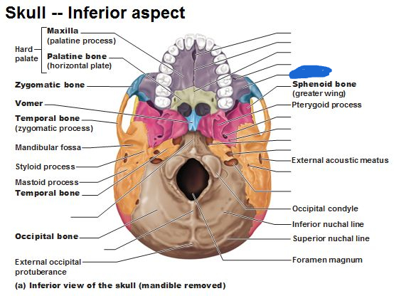 <p>maxilla bone (inferior view)</p>