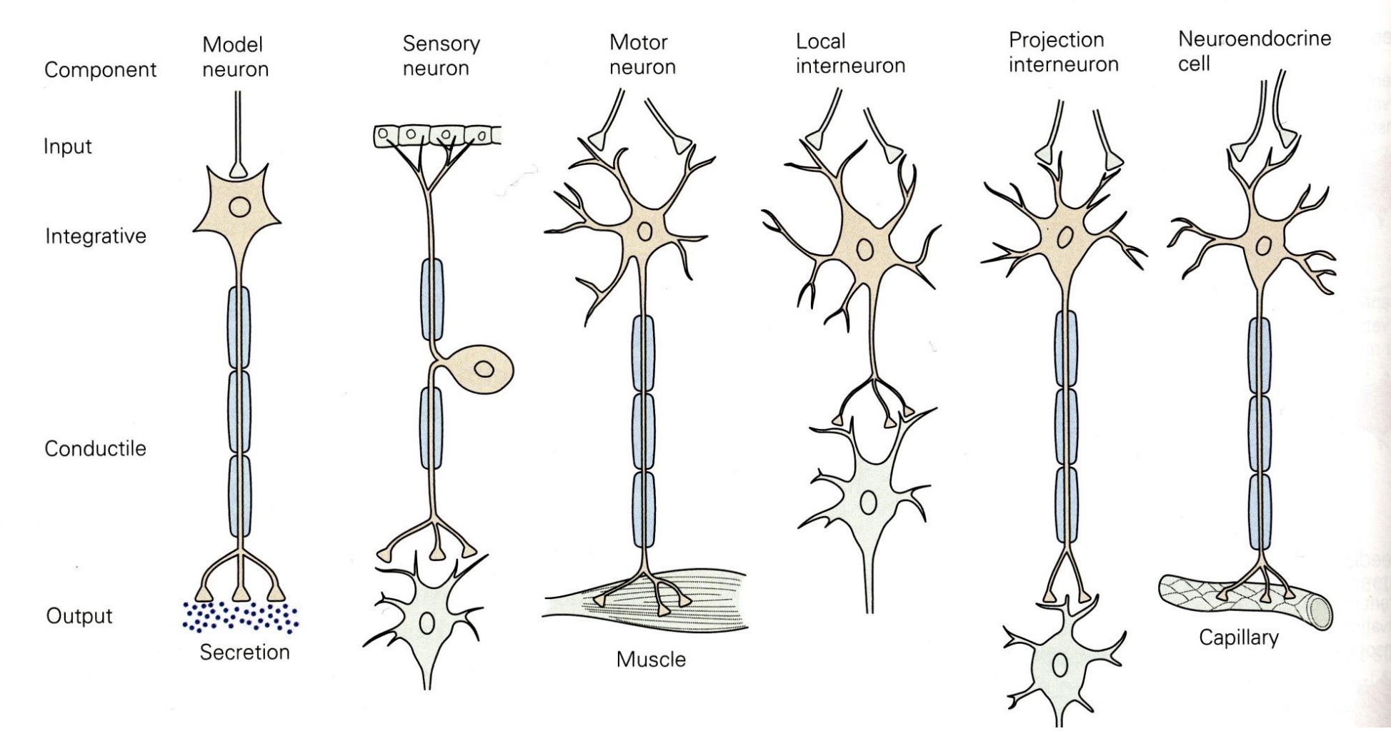unipolar or pseudounipolar. Detect stimuli when dendrites are stimulated. Carry incoming info from the sensory receptors to the brain and spinal cord. Dorsal root ganglion (has cell bodies of sensory neurons) and muscle spindle (sensory receptor located in a muscle that senses its tension)