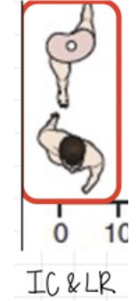 <p>IR → ER <strong>ECCENTRICALLY</strong> via piriformis &amp; glute max</p>