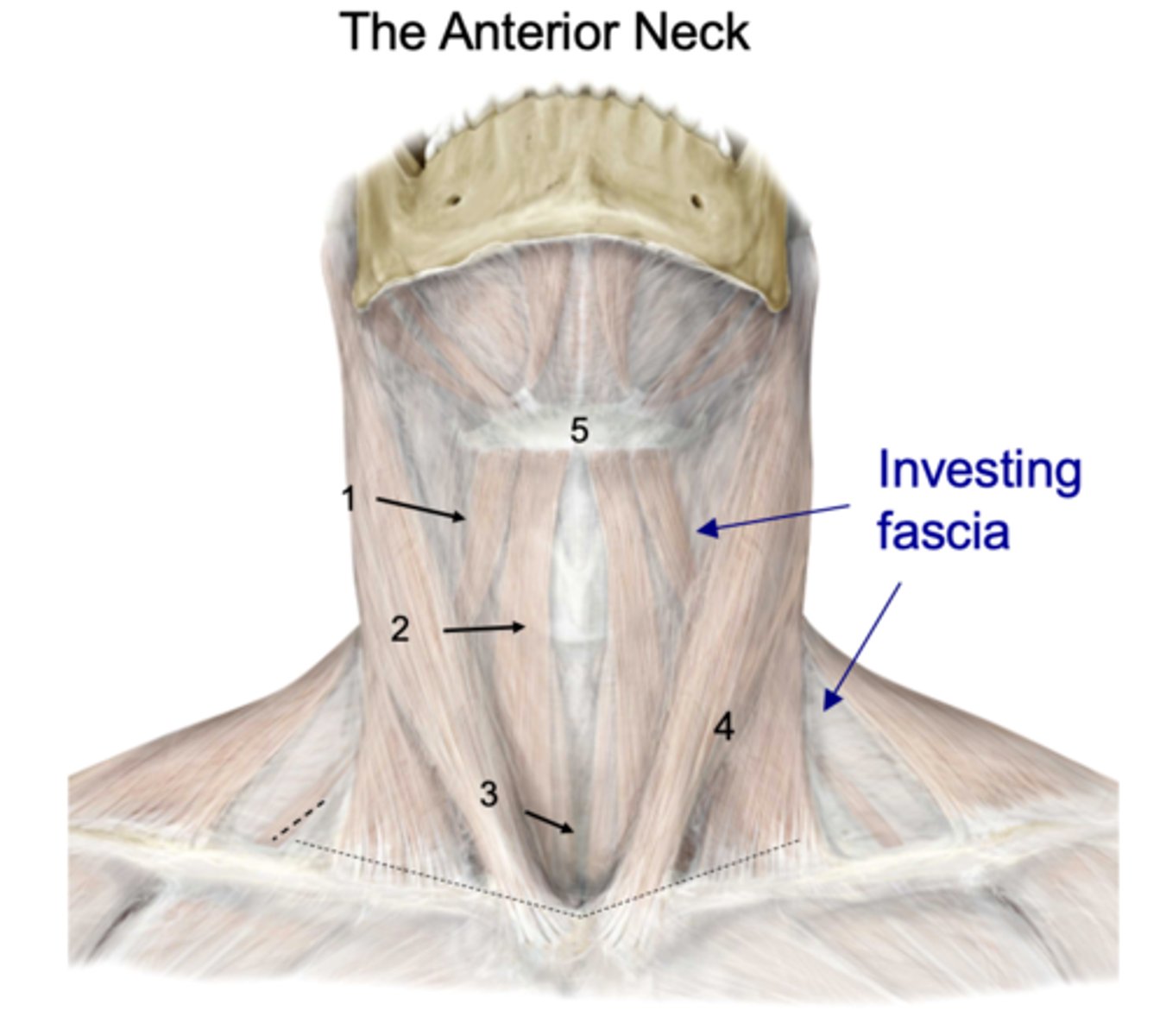<p>Identify the structure at #4</p>