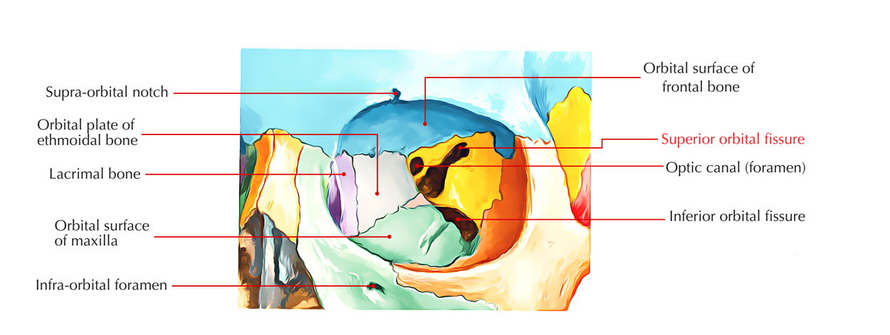 <p>Name the superior orbital fissure</p>
