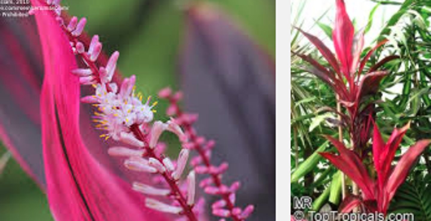 <p>The Ti plant features lance shaped leaves (to 30" long and 6" wide)that can range in color.</p><p>Colors: Green, Pink, Purple, Red, Variegated, White</p><p>Scented, white to pale lavender flowers appear in panicles (to 12" long) in summer and are followed by red berries.</p><p>Houseplants rarely flower and fruit, however.</p>