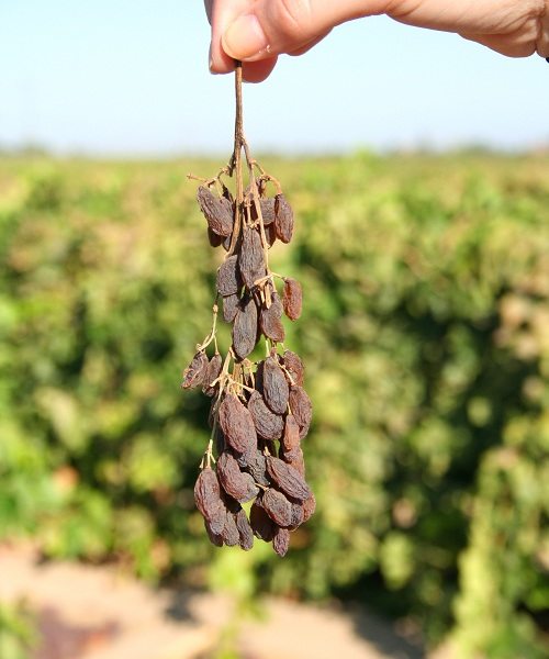 <p>root</p>
