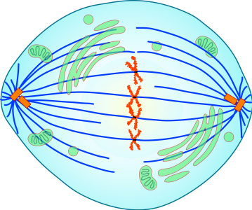 <p>2nd step of mitosis; centrioles are established on opposite ends of the cell; chromosomes line up in the cell’s equator (middle) and attach to spindle fibers; organelles are being divided</p>