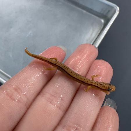 <p>Eurycea bislineata. Plethodontidae.</p>