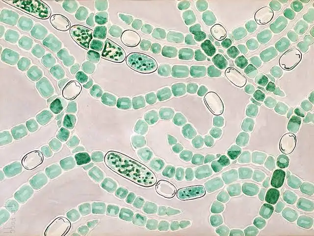 <p>Cyanobacteria are important in aquatic ecosystems because they:</p>