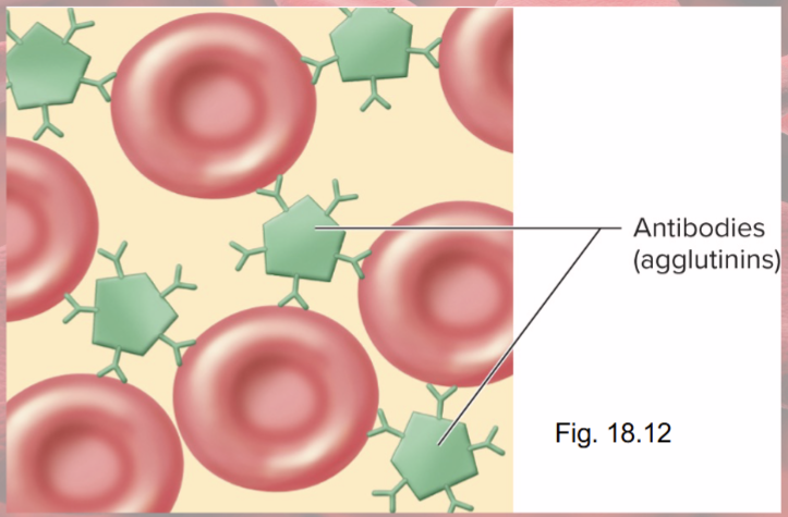 <p>Type A or O have anti-B agglutinins</p><p>Type B or O have anti-A agglutinins</p><p>Type AB, have neither</p>