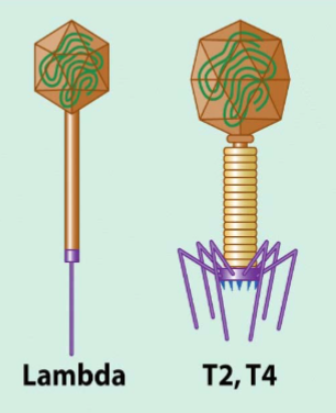 <p>T4 and lambda coliphages</p><ul><li><p>T4- intemperate <span>→ lytic</span></p></li><li><p><span>lambda: temperate → lysogenic</span></p></li></ul>