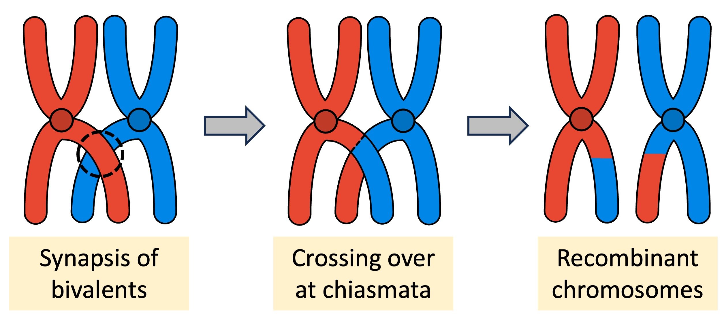 <p>The exchange of segments between homologous pairs. </p>