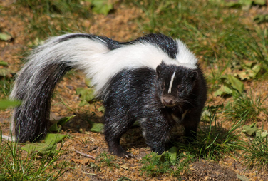 <p>Family Mephitidae</p><p>Striped skunk</p>