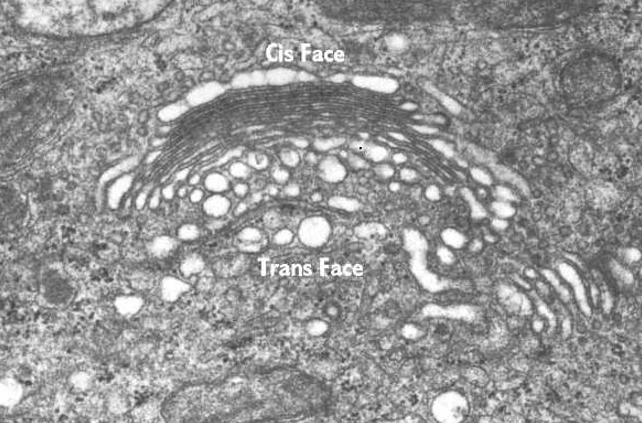 <p>Golgi apparatus</p>