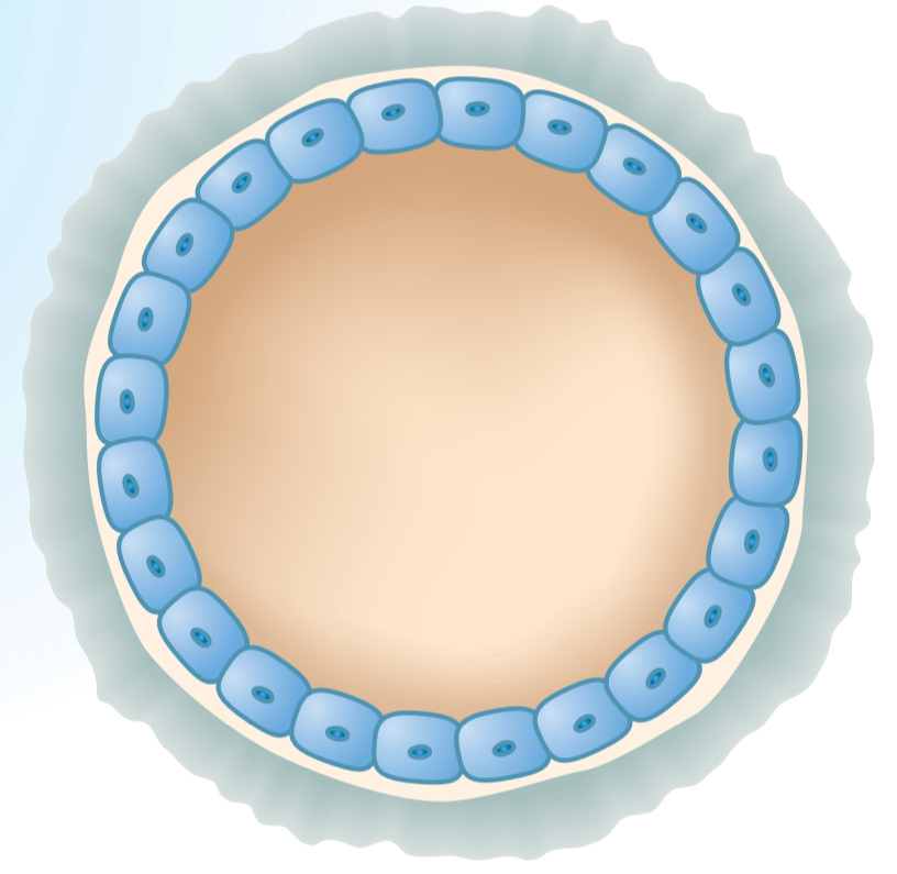 <ol start="2"><li><p>Define <strong>Blastula</strong></p></li></ol>