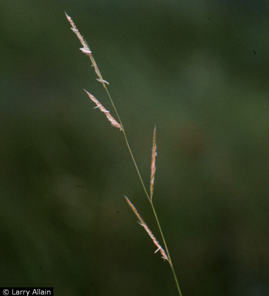 Family: Poaceae

SN: Spartina patens