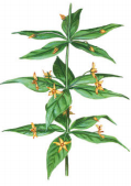 <p>when there are three or more leaves growing from each node</p>