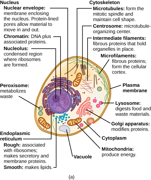 <p> </p><p>Each organelle is designed to do one particular job to help the cell work smoothly. This happens because:</p><p> </p><ol><li><p><strong>Different Shapes and Structures</strong></p><ul><li><p>Organelles have unique shapes and internal structures that fit their job perfectly.</p></li><li><p>For example, mitochondria have lots of folds inside (called cristae) to make energy more efficiently.</p></li></ul></li><li><p><strong>Special Molecules and Enzymes</strong></p><ul><li><p>Each organelle contains special proteins and enzymes that help it carry out its task.</p></li><li><p>For example, lysosomes are filled with enzymes that break down waste and worn-out parts.</p></li></ul></li><li><p><strong>Separated Spaces</strong></p><ul><li><p>Organelles have membranes that keep their work separate from other parts of the cell, so processes don’t get mixed up.</p></li><li><p>For example, the nucleus has a double membrane to protect DNA and control what goes in and out.</p></li></ul></li><li><p><strong>Location in the Cell</strong></p><ul><li><p>Organelles are placed where they can work best and easily interact with other parts of the cell.</p></li><li><p>For example, the rough ER is close to the nucleus because it helps make and process proteins from DNA instructions.</p></li></ul></li></ol><p></p>