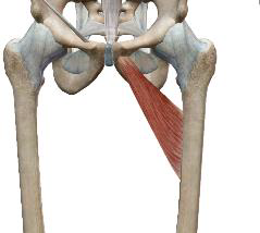 <p>Court adducteur</p>