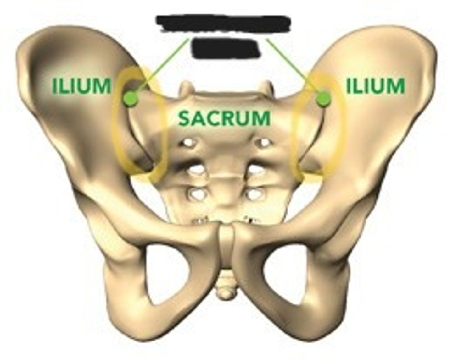 <p>Sacroiliac joint</p>