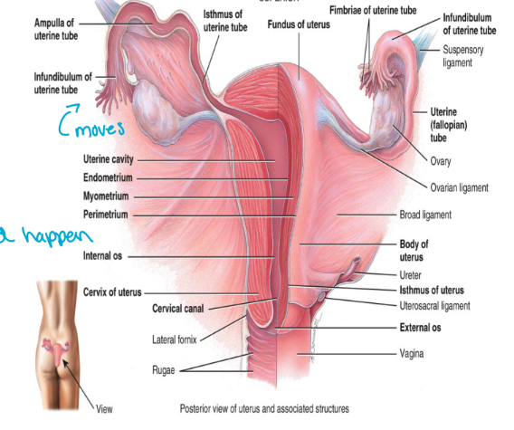 <ul><li><p>also called the uterine tubes</p></li><li><p>consist of the </p><ol><li><p>infundibulum</p><ul><li><p>contains fimbriae</p></li><li><p>suspend over the ovary</p></li></ul></li><li><p>ampulla</p><ul><li><p>this is the middle 2/3 of the fallopian tubes</p></li><li><p>where fertilization should happen</p></li></ul></li><li><p>isthmus</p><ul><li><p>the portion of the fallopian tube that connects to the uterus</p></li></ul></li></ol></li><li><p>fallopian tube does not contact ovary</p></li></ul><p></p>