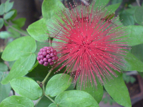 <p>Pink powderpuff (Leguminosae/Fabaceae)</p>