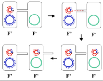 <ul><li><p><span style="font-family: Arial, sans-serif">F’ (F-prime) plasmids are F plasmids containing chromosomal genes</span></p></li><li><p><span style="font-family: Arial, sans-serif">F’ plasmids transfer chromosomal genes to recipients at high frequency</span></p></li><li><p><span style="font-family: Arial, sans-serif">Allows pair with F- cells</span></p></li></ul>
