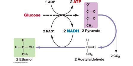 - Used for food industry
- For bacterial identification
- GLUCOSE contributes to this reaction by converting ADP to ATP